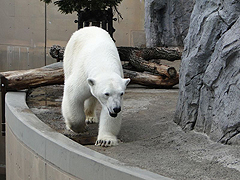 �y�G�[�XJTB�E�������s�z�k�C���c�A�[�E�k�C���̗��فE�z�e���\��@